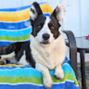 Meet your Posher, Daphne